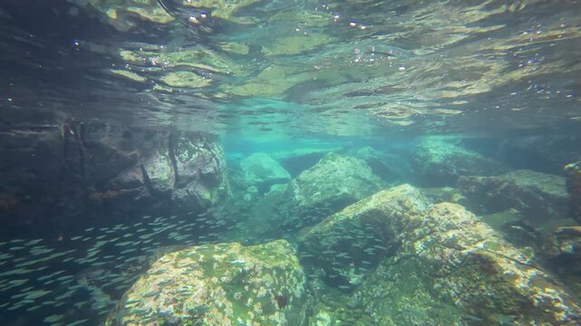 A school of small silver fish swimming through a sunlit underwater volcanic rock reef in the crystal-clear turquoise waters of Pr&iacute;ncipe Island, S&atilde;o Tom&eacute; and Pr&iacute;ncipe.