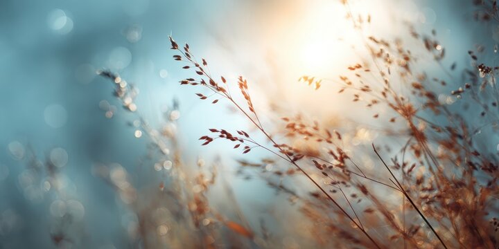Autumn landscape nature. Dried flowers on the field, banner. Selective focus. Sweet meadow at sunset blurry background. Warm blurred grass on golden hour sunset or sunrise time. Tranquil fall backdrop