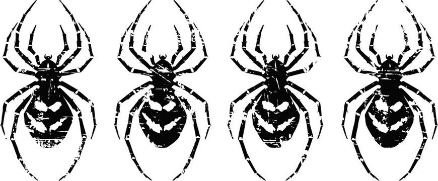 Four black widow spiders in a row with detailed bodies and legs on white background