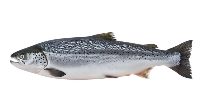 A detailed side profile of a whole atlantic salmon featuring its characteristic spotted silver skin isolated on transparent background