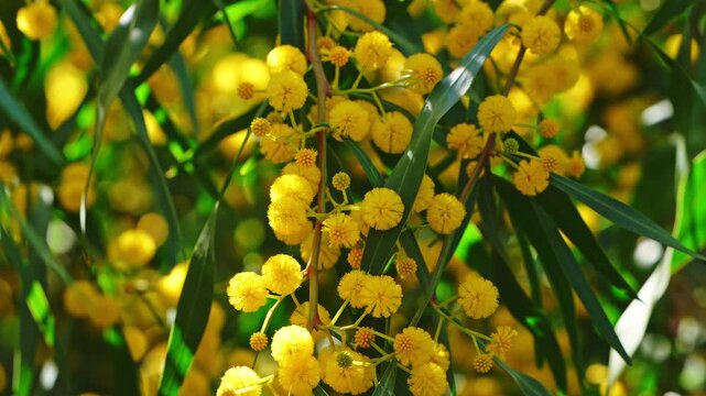 Acacia tree branches covered in bright yellow wattle blossoms stand out against a clear blue sky in natural sunlight.