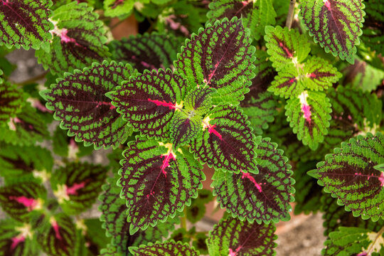 Coleus also known as solenostemon, plectranthus or painted nettle plants