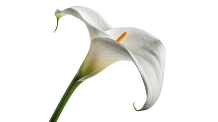 Calla lily stands tall with smooth white petals and yellow stamen isolated on transparent background cut out © AAAstock2025