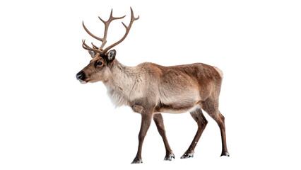 Obraz premium Reindeer walks isolated on transparent background cut out