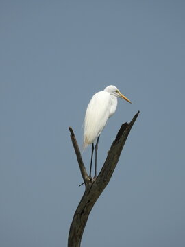 Great Egret (Ardea alba) perched on a dead tree branch at Yala National Park