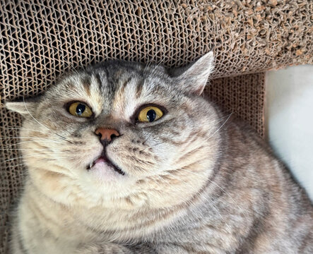 A funny cat is lying on a scratching post.