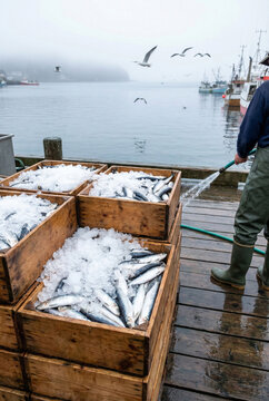 A fisherman hoses down fresh catch in wooden crates packed with ice on a pier. The foggy harbor background emphasizes the commercial fishing industry.