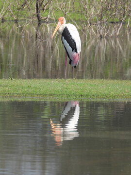 Painted Stork at Yala National Park