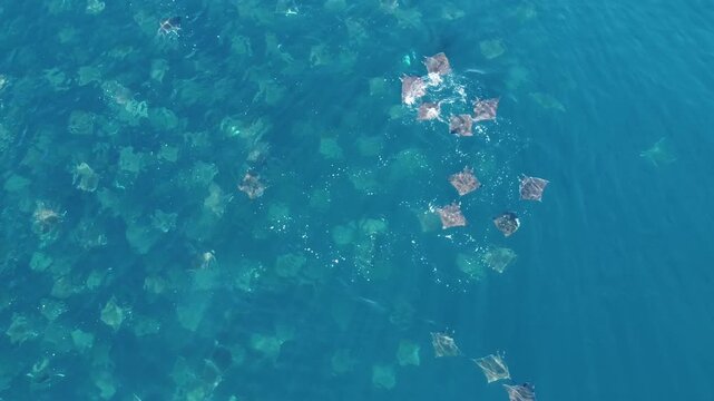 Aerial view above a huge school of mobula rays swimming and jumping above the surface of the sea