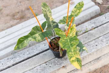 Closeup to New hybrid plant florida beauty x Philodendron Black Billietiae in the pot   © rukawajung