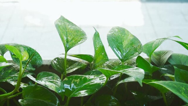 Vibrant green pothos leaves glisten with water droplets. Plants thrive on windowsill under soft light. Fresh, lush foliage adds natural calm to indoor spaces. Perfect for wellness, home decor