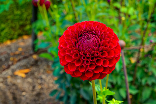 A single Red Fox dahlia with its characteristic cluster of funnel-shaped petals