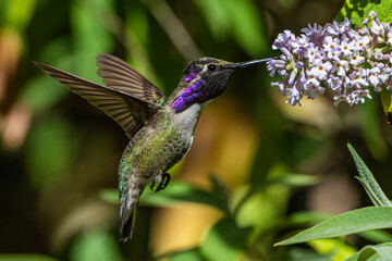 Fototapeta premium Costa's Hummingbird (Calypye costae) Photo, in Flight, Showing His Colors, Feeding on Butterfly Bush (Buddleja davidii) Blooms