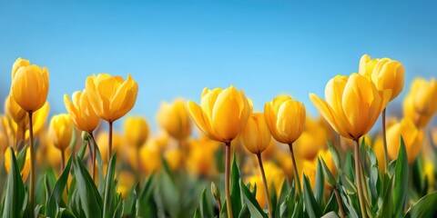 Obraz premium Spring floral wallpaper. Tulip flowers in green grass with sunny light. Yellow tulips over sky, spring meadow background, frame. Nature appreciation. Fantasy blooming landscape. Mother's Day concept