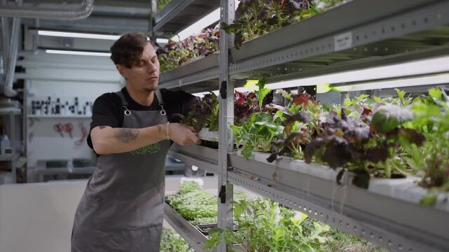 Male worker putting a tray with fresh microgreens on a shelf in a modern vertical farm