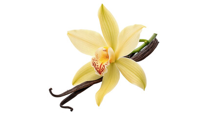 Flower and vanilla bean  showing natural beauty in simple design isolated on transparent background cut out © Ivan