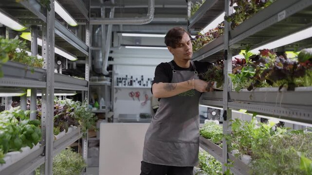 In a sleek, high-tech agricultural facility, a worker adds a newly harvested or growing tray of microgreens to the organized shelving system.