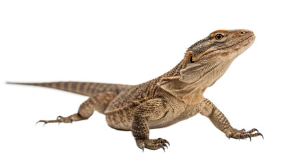 Obraz premium Lizard moving isolated on transparent background cut out