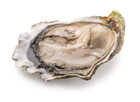 Opened raw oyster isolated on white background, clipping path. Delicacy food.