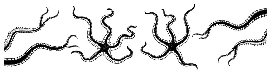 Hand drawn engraving style illustration of brittle star marine creatures