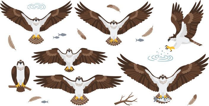Osprey Wildlife Illustration Set Featuring Flying, Diving, Fishing, and Perching Poses of Coastal Bird of Prey with Wings Spread.
