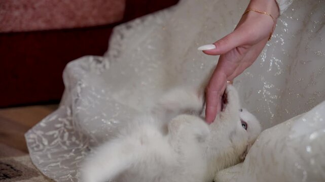 Cat playing with the hem of the bride wedding dress, funny moment during wedding preparations, cute pet and bride interaction, wedding video