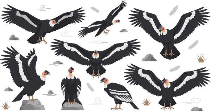 Andean Condor Wildlife Illustration Collection Featuring Flying, Gliding, Perching, and Standing Poses of Large Mountain Scavenger Bird in Natural Habitat.