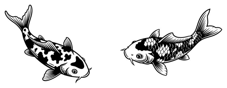 Two elegant koi carp fish illustrations in traditional woodcut style
