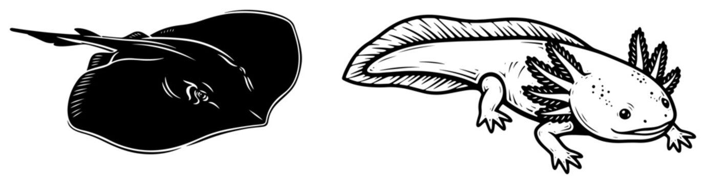 Hand drawn illustration of a stingray and an axolotl in vintage ink style