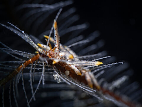 Eubranchus sp23, Nudibranch on hydroid