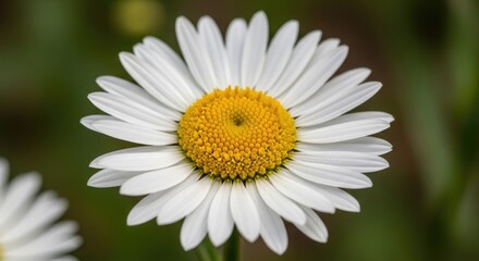 Fototapeta premium Close up of a white daisy flower with yellow center in a natural green outdoor setting with blurred background