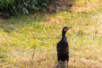 Obraz premium great cormorant in a field