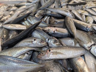 Obraz premium Freshly caught small mackerel and sardines displayed on ice at a local fish market