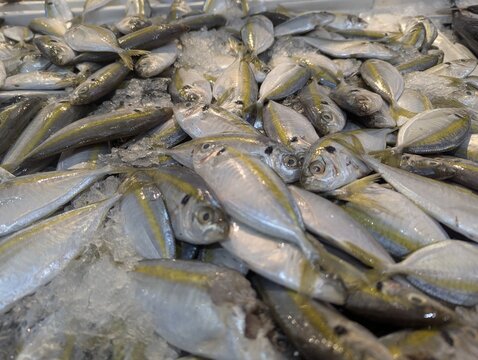 Fresh yellowstripe scad fish on ice at a traditional fish market