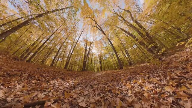 Low-angle fisheye view of autumn forest with golden leaves covering forest floor, tall trees stretching toward blue sky in fall, cinematic nature timelapse