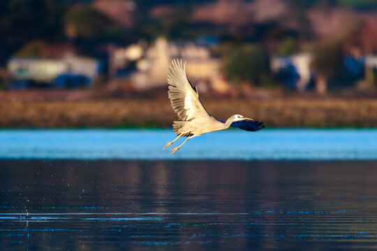 Matuku Moana (White Faced Heron) Egretta novaehollandiae in Flight, Taken at Pauatahanui Inlet, Plimmerton, Porirua, Wellington, New Zealand. 