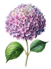 Fototapeta premium Watercolor painting of a beautiful purple hydrangea flower with lush green leaves