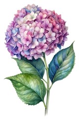 Fototapeta premium Watercolor painting of a beautiful hydrangea with purple and pink tones