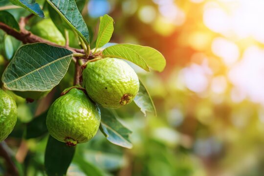 Ripe guava growing on branch in green leaves, water drops. Garden fruit tropical tree. Sun shining. Close up organic harvesting, healthy food production agriculture. Psidium guajava. Natural nutrition