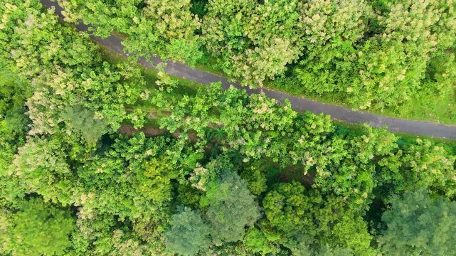 Smooth aerial nadir tracking shot over a winding asphalt road through dense green teak forest on Lawu slopes.