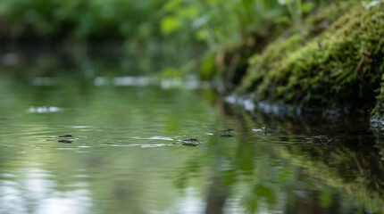 Tiny water striders skimming across a calm, reflective stream surface surrounded by lush green foliage