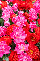 Obraz premium Dutch multicolored tulip fields in sunny day