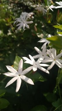 White Jasmine Flowers Blooming in Sunlight on Green Leaves &ndash; Tropical Garden Nature Background (Full HD)