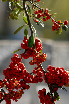 frutos rojos