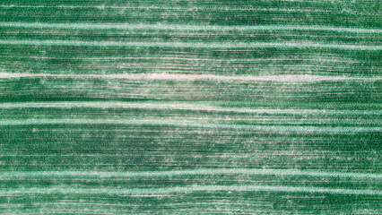 Top view from drone of agricultural land with planted crop rows forming natural green stripes across the field. Rural farmland texture and pattern created by cultivation lines. © Ekaterina