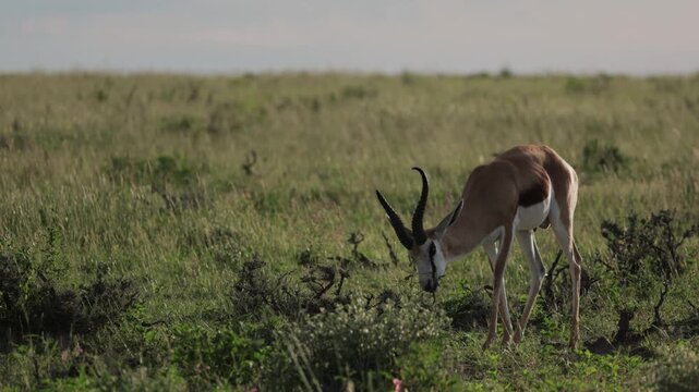 A single springbok walking gracefully across the dry Namibian savanna, African antelope moving through open plains under warm sunlight, showcasing elegant wildlife in its natural habitat and serene