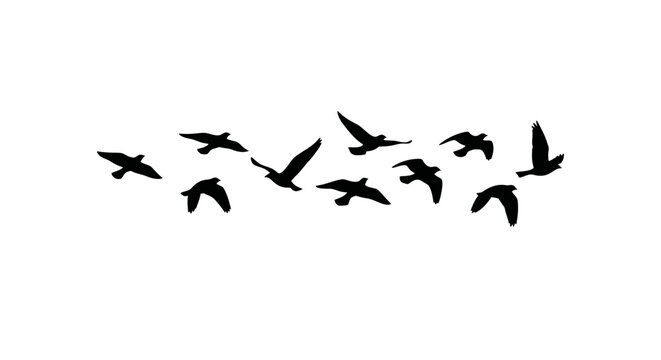 A flock of birds in flight minimalist design on transparent background silhouette