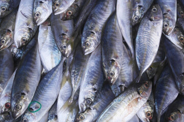 Obraz premium Many raw mackerel fishes close up 