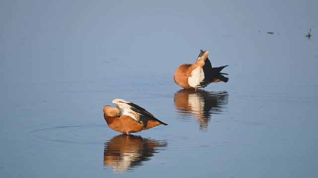 Ruddy shelduck preening in Ramganga river at Corbett Tiger Reserve, India 