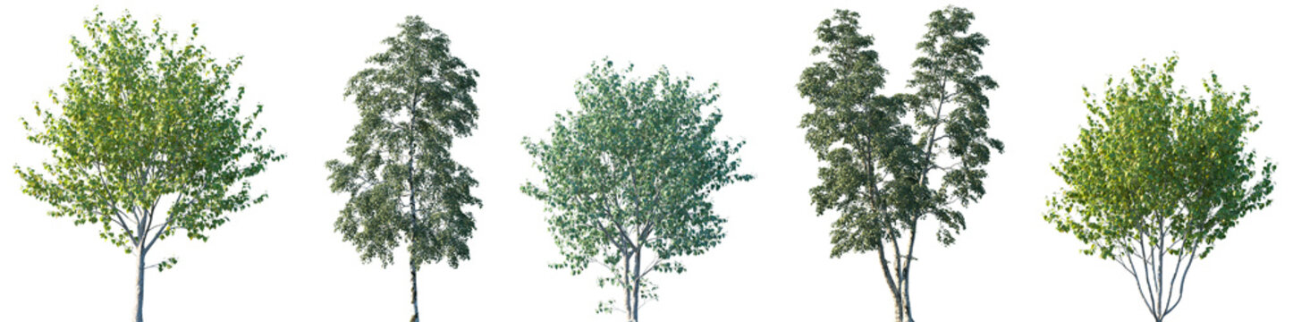 Set of Betula utilis jacquemontii and Betula pendula frontal street trees isolated png on a transparent background perfectly cutout